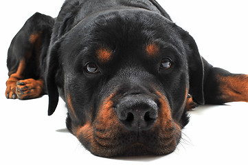 Image showing rottweiler