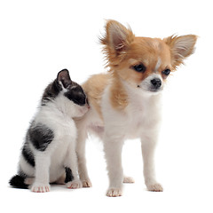 Image showing puppy chihuahua and kitten