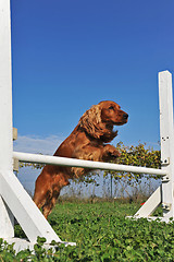 Image showing cocker spaniel in agility