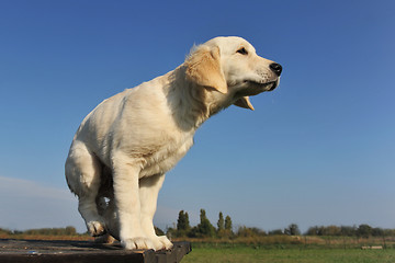 Image showing puppy golden retriever