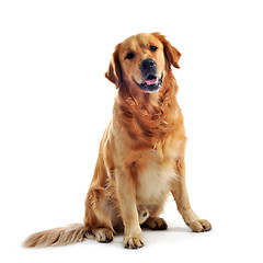 Image showing golden retriever