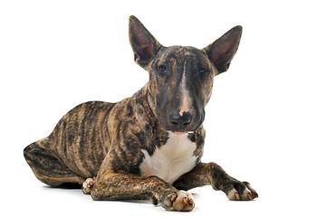 Image showing bull terrier