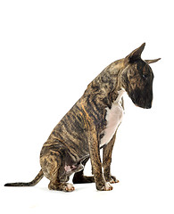 Image showing bull terrier