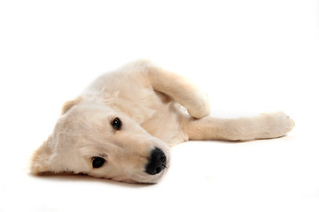 Image showing puppy golden retriever