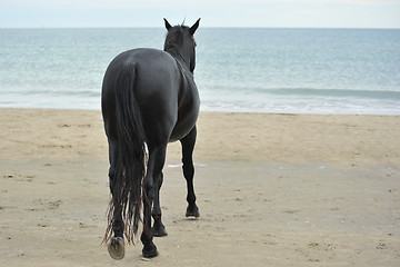 Image showing stallion on the beau