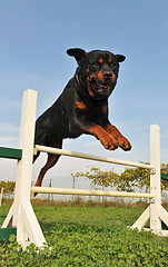 Image showing rottweiler in agility