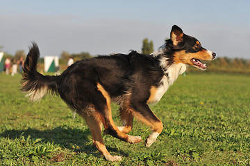 Image showing running, australian shepherd