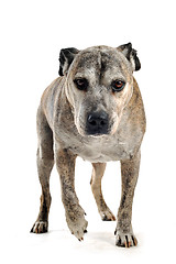 Image showing old american staffordshire terrier