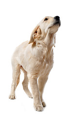 Image showing puppy golden retriever