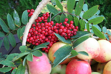 Image showing Rowanberries and apples