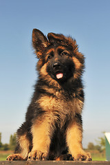 Image showing puppy german shepherd