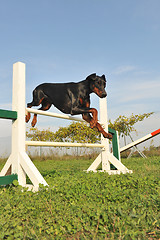 Image showing doberman in agility