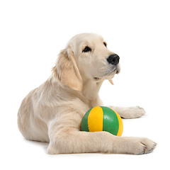 Image showing puppy golden retriever