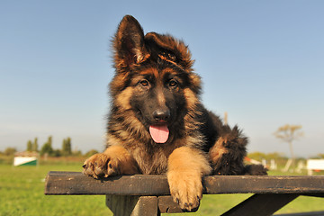 Image showing puppy german shepherd