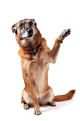 Image showing old malinois