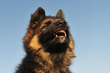 Image showing angry puppy