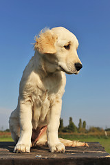 Image showing puppy golden retriever