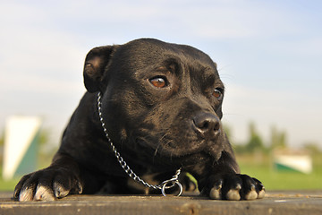 Image showing staffordshire bull terrier