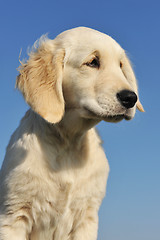 Image showing puppy golden retriever