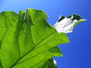 Image showing Rhubarb leaf