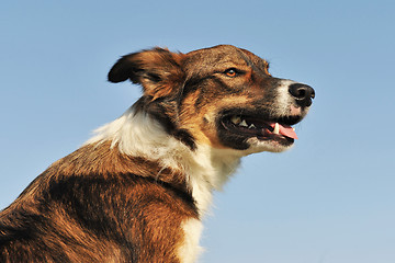 Image showing portrait of border collie