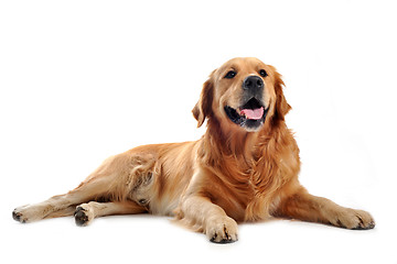 Image showing golden retriever