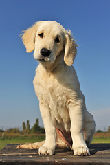 Image showing puppy golden retriever