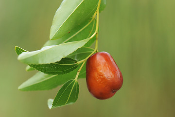 Image showing jujube