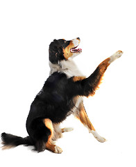 Image showing australian shepherd