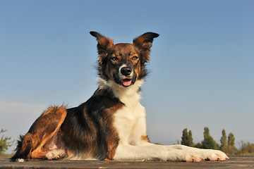 Image showing border collie