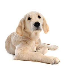 Image showing puppy golden retriever