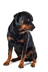 Image showing rottweiler