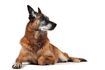 Image showing old malinois