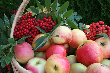 Image showing Sweet apples and rowan-berries