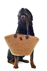 Image showing rottweiler and basket