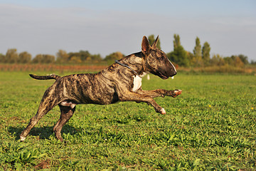 Image showing running bull terrier