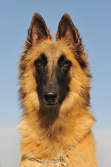 Image showing belgian shepherd tervueren