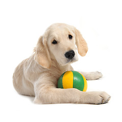 Image showing puppy golden retriever