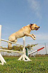 Image showing labrador retriever in agility