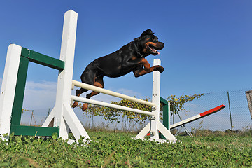 Image showing rottweiler in agility