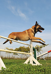 Image showing jumping malinois