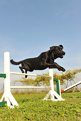 Image showing labrador retriever in agility