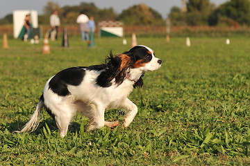 Image showing running cavalier king charles
