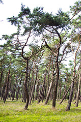 Image showing Pine forest interesting form tree trunks branches 