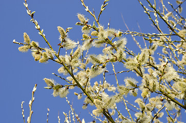 Image showing pussy-willow tree. Sign of spring 