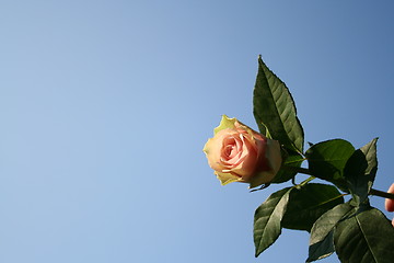 Image showing Pink rose against the blue sky