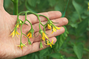 Image showing Flowering tomatoes on the hand