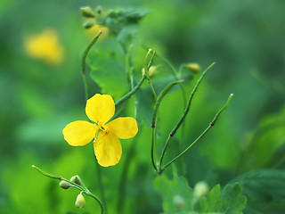 Image showing Yellow celandine flower