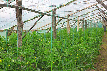 Image showing Flowering tomatoes in greenhouse
