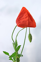 Image showing Red poppy against cloudy sky